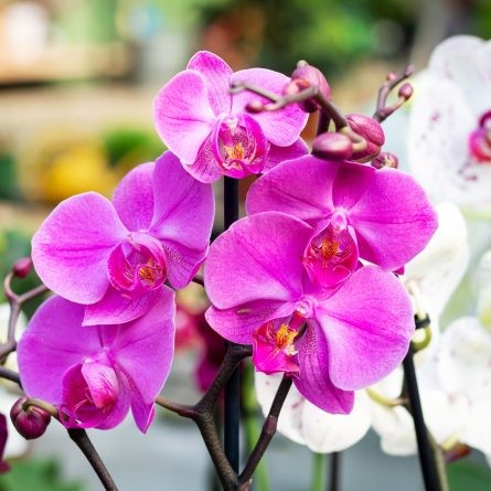 Orquídeas floridas com FrassGold